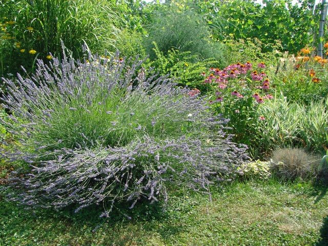 ehinacea i lavanda druga